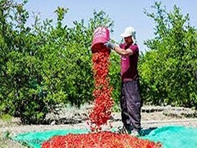 تصویر 5 از خرید و قیمت گیاه گلنار پارسی + فروش عمده